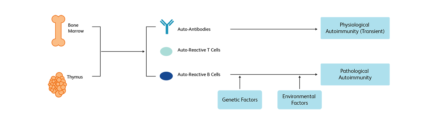 Diagram showing causes of of autoimmunity in humans.