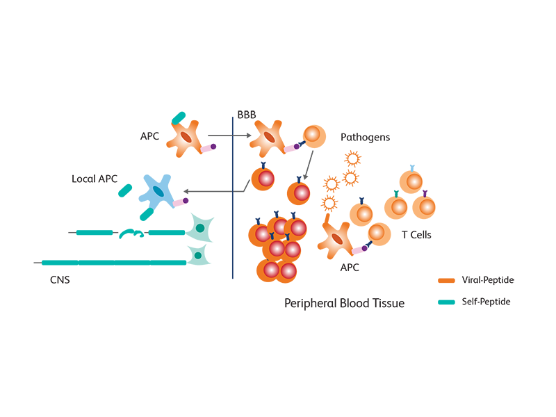 Diagram showing peripheral blood tissue and cells.