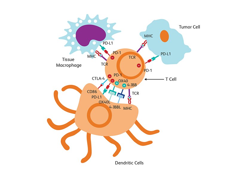 Diagram showing dendritic cells interacting with tissue machrophage and tumor cell.