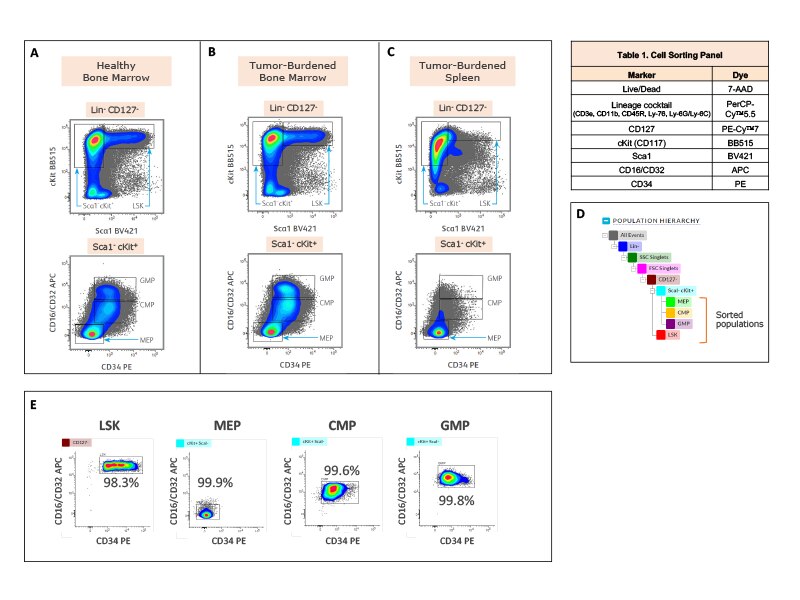 Diagram showing different tests on bone marrow and spleen cells.