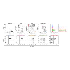Differentiated Human T-Cell Subsets Thumbnail