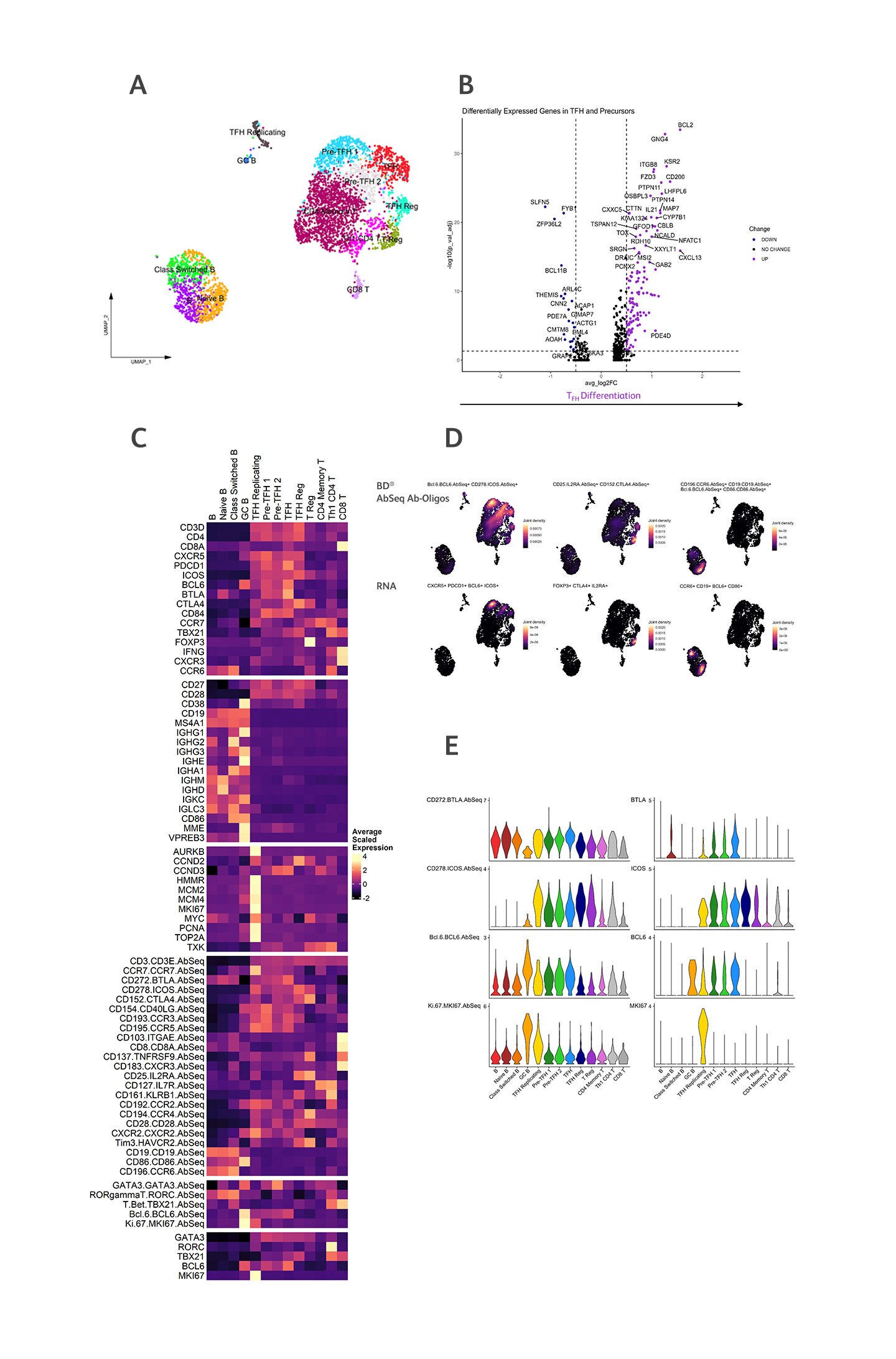 Human Tonsil TFH Characterization Using AbSeq Oligos