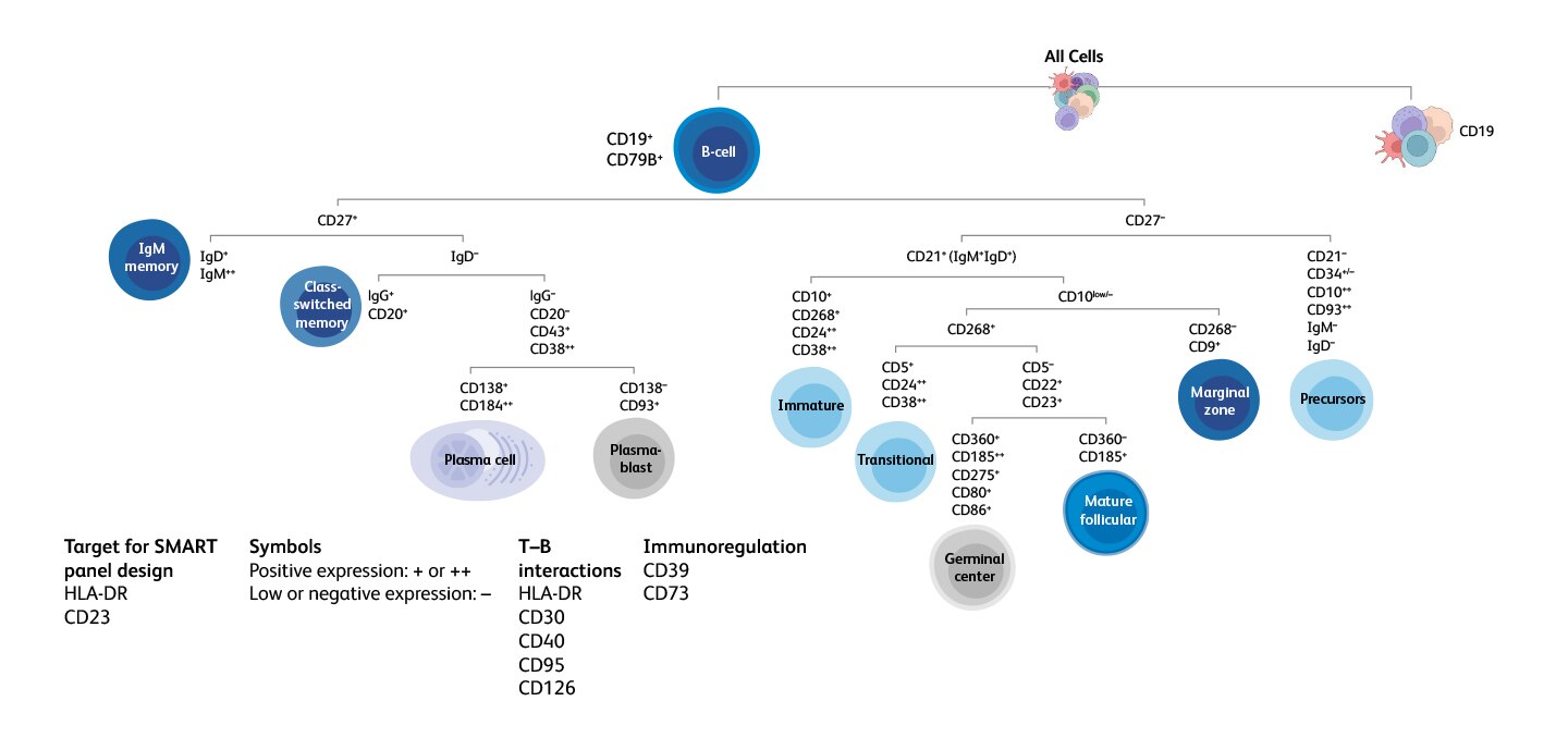 B-Cell Tree