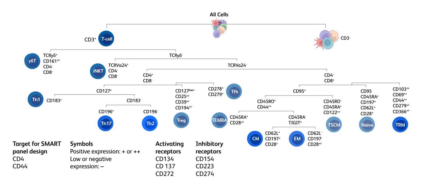 T-cell Cell Tree